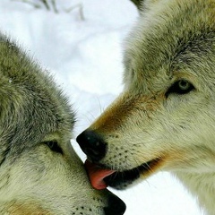 Андрей Сергеев, Надвоицы (пгт)