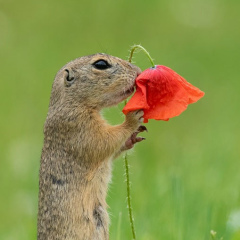 Юлия Красовская