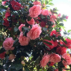 Anar Omirbaeva, 05.12, Актау