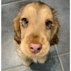 Тимур Голенищев-Кутузов, 01.01