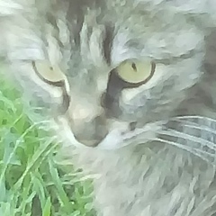 Александр Локтин, Киров