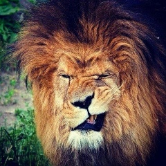 Алим Гукепшоков, 15.11.1988, Нальчик