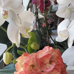 Феруза Анаркулова, 14.02.1972, Шымкент