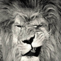 Саня Свежий, Калуга