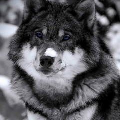 Borzik 95, 12.05.1994, Москва