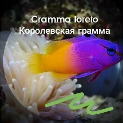 Роман Гоцкий, Самара