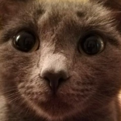 More Pigogov, 14.03.2000