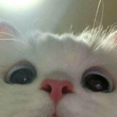 Елнур Жапырак, Астана