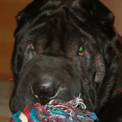 Dana Graur, Кишинев