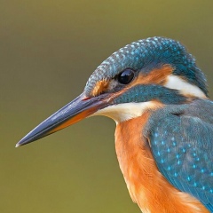 Павел Кораблев, 30.11, Абакан