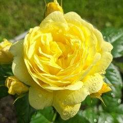 Светлана Климова-Ермакова, Санкт-Петербург