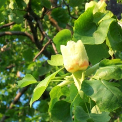 Динара Зулпухарова, 29.03, Москва