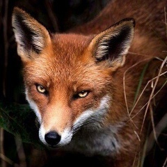 Виктория Канарейкина, 17.09, Москва