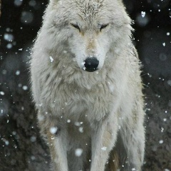 Денис Бельчуевский, 29.04, Новосибирск