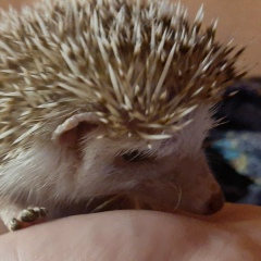 Сергей Новиков, Красноярск