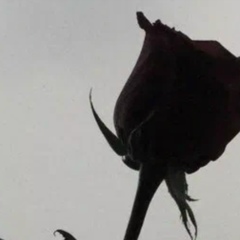 Розалия Я, 05.02.2011, Казань