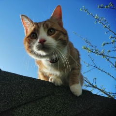 Александр Чекалин, 02.12