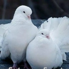 Тепан Дудка, 12.12.1901, Москва