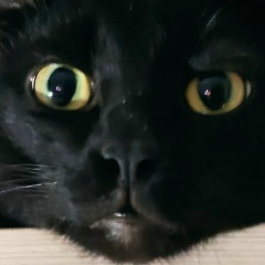 Денис Помогаев, 12.02.1905, Ухта