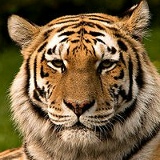 Сергей Балеев, 09.01, Киев