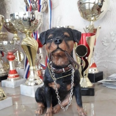 Спортподготовка Собак Стрижки Животных, Краснодар