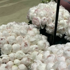 Mizan Scales, 11.10.1980, Москва