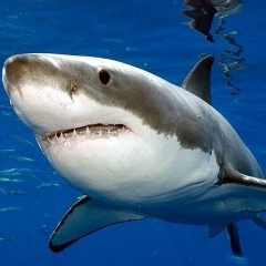 Илья Медведев