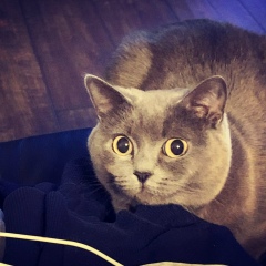 Валерия Сидорова, 09.11.1986, Москва