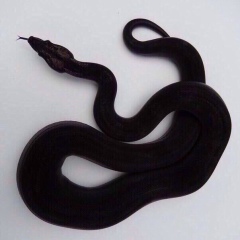 Karla Dahmer, 22.02, México