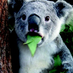 Данияр Карпиков, 29.06.1981, Сарань