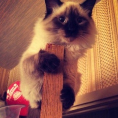 Сергей Абысов, 10.01, Москва