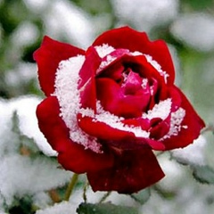 Ольга Тарасенко, 10.12, Кривой Рог