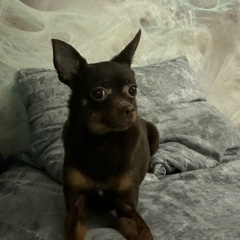 Артём Смирнов, Химки