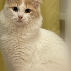 Кристина Кристинова, 21.11, Москва