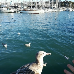 Виолетта Тулуш, 26.03.1983, Кишинев