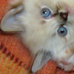 Лёня Буданов, 02.11.1993