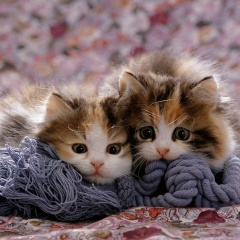 Лиза Невская, 06.11.1986, Москва