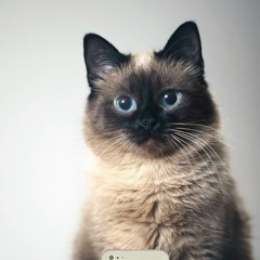 Олег Лепков, 24.11, Череповец