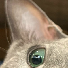 Евгений Кокка, Екатеринбург