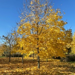 Путник Черкес, Москва