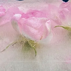 Анастасия Разумовская, Санкт-Петербург