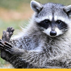 Елена Сысоева