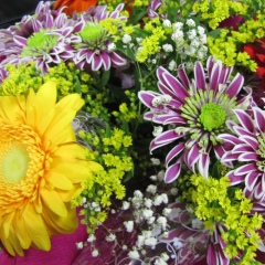 Елена Котова