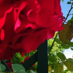 Алина Казменко, Москва