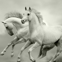 Vadim Bolocan, 23.01, Черновцы