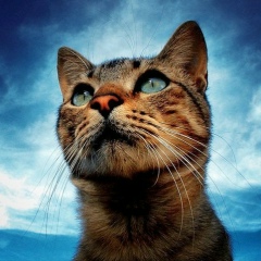 Макс Маринчак, 01.01