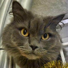 Вася Вася, Москва