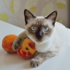 Евгения Блаер, 12.05, Санкт-Петербург