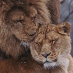 Динмухаммед Бисенбай, Актау