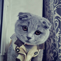 Тая Леликова, 14.10, Morristown